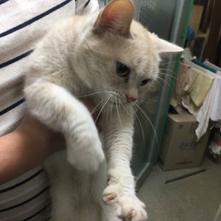 アメリカンショートヘア2才クリームタビー