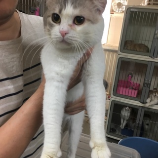 スコティッシュホールド折れ耳