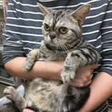 アメリカンショートヘア