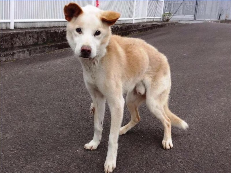 管理所内にて死亡 中型 鹿児島県 犬の里親募集 ペットのおうち 月間利用者150万人