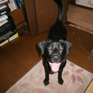 2歳です。やんちゃ盛りです。