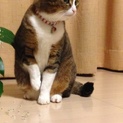 さば柄ねこ