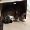 ななこ あおもり さん