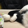 kura kura