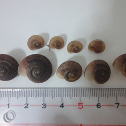 「「カンちゃん２世」孵化から6ヶ月（12/28）」サムネイル2