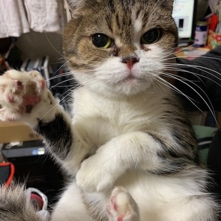 スコティッシュ立耳（♀）