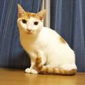 茶白系の可愛い兄妹猫２匹で。性格おとなしいです。