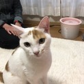 茶白系の可愛い兄妹猫２匹で。性格おとなしいです。