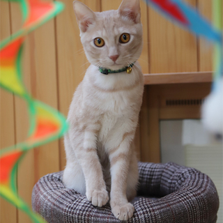 クリームタビー＆短尾のスリム系男の子