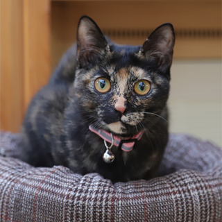 大きな瞳の可愛い黒サビちゃん