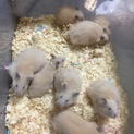 ［募集中断中］毛長ハムスターとキンクマの子供です