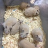［募集中断中］毛長ハムスターとキンクマの子供です サムネイル1