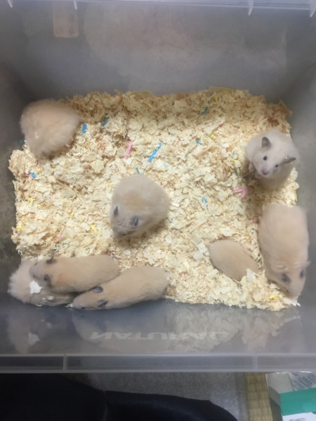 ［募集中断中］毛長ハムスターとキンクマの子供です サムネイル2