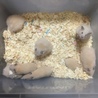 ［募集中断中］毛長ハムスターとキンクマの子供です サムネイル2