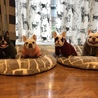 ぐれもちうさこ