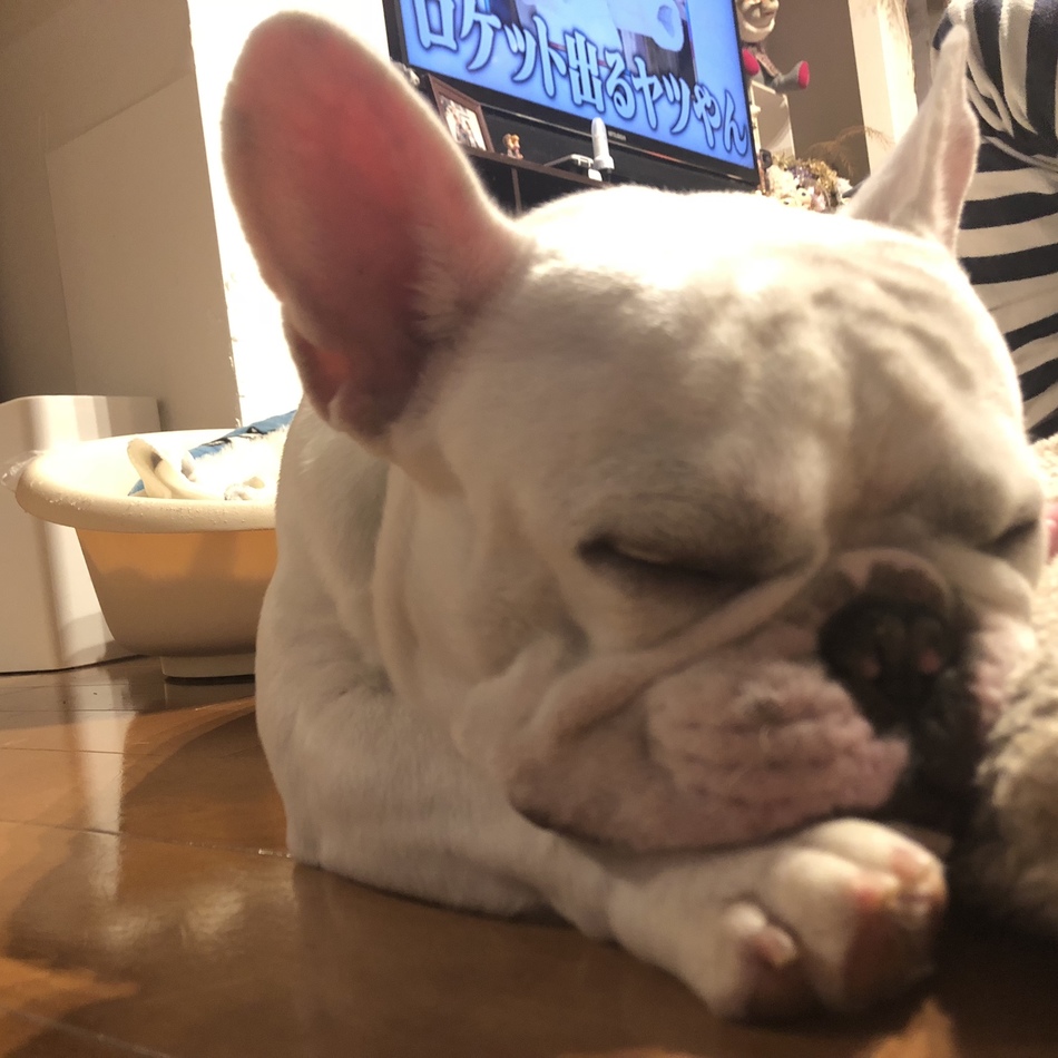 もちのカバー写真
