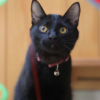 小柄なくろちゃん