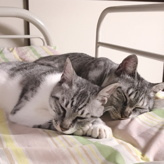 kikka*のカバー写真
