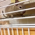 デグー きょうだい二匹まとめて