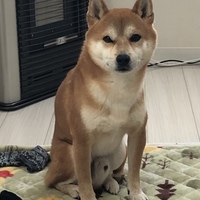 ナナ