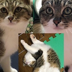 久留米市/キジ白里親募集