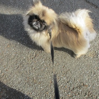 オチャメなペキニーズさん