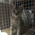 生後4ヶ月程の子猫