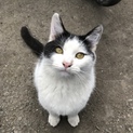抱っこが大好きな子猫の兄妹！白黒さん