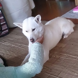 「しろもち」サムネイル2