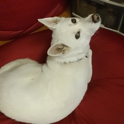 「しろもち」サムネイル3