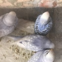 セキセイインコのヒナ 里親募集です