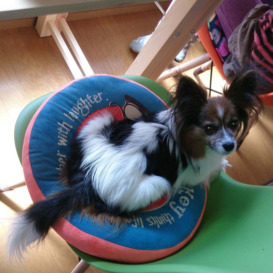 さくらのカバー写真