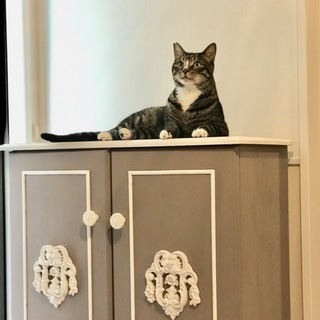 穏やかで気品のある子です