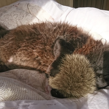 モフモフはモフモフが好き