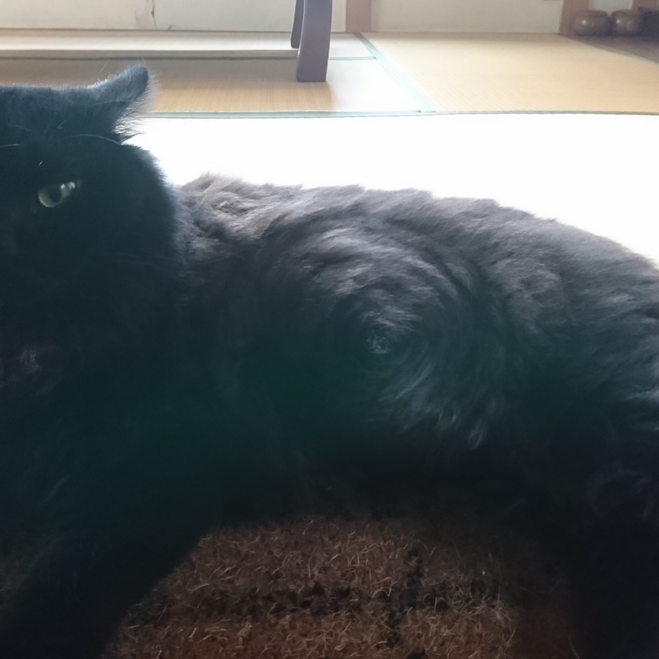 れおのカバー写真