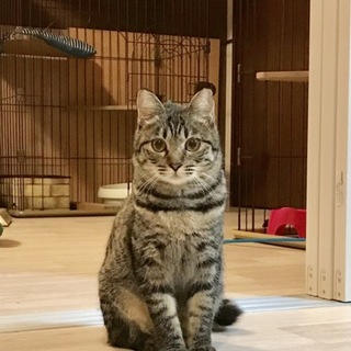 タテ髪の女の子