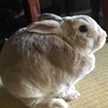 ねぎとろまき