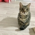 猫&人懐っこく、コミュニケーション力のある女の子