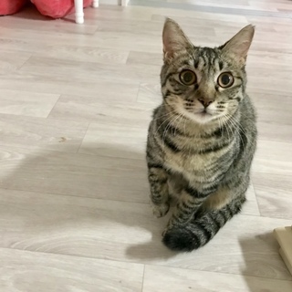 猫&人懐っこく、コミュニケーション力のある女の子