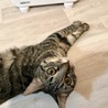 猫&人懐っこく、コミュニケーション力のある女の子 サムネイル3