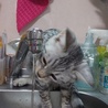 の写真