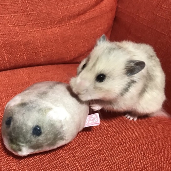 まぼゆきのカバー写真