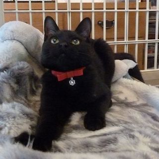 お見合予定につき募集一時停止します　　