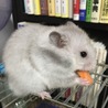 さつき