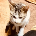 子猫の里親さんを募集しています！