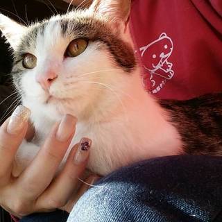 里親決定❤️可愛いちびたん❤️もらってください