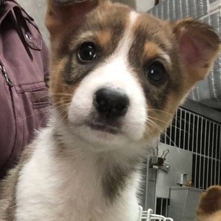 【保健所引き出し】かわいい子犬です❗️