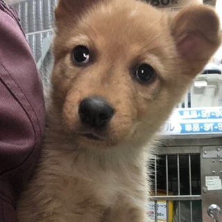 【保健所引き出し】カワイイ子犬です❗️