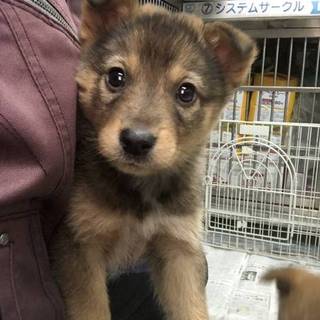 【保健所引き出し】カワイイ子犬です❗️