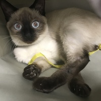 ししゃも
